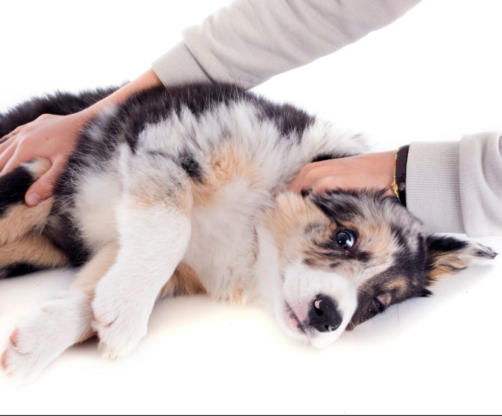 A person is petting a dog.