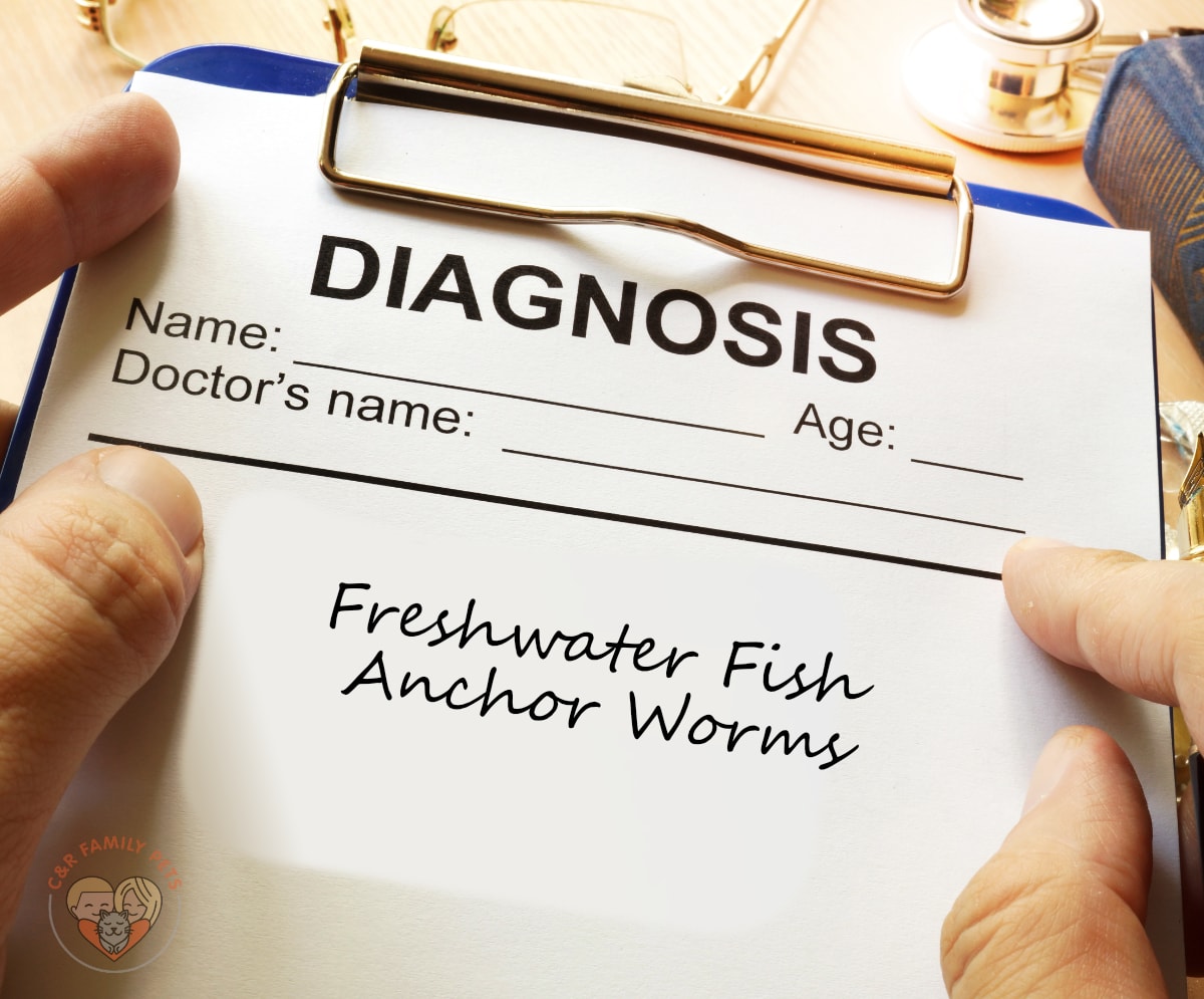 Freshwater Fish Anchor Worms Causes, Symptoms,Treatment