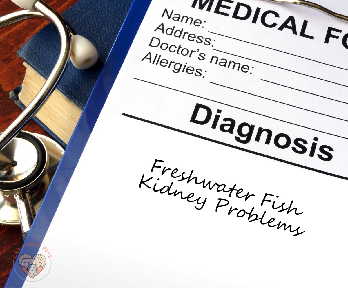 Freshwater Fish Kidney Problems - C&R Family Pets