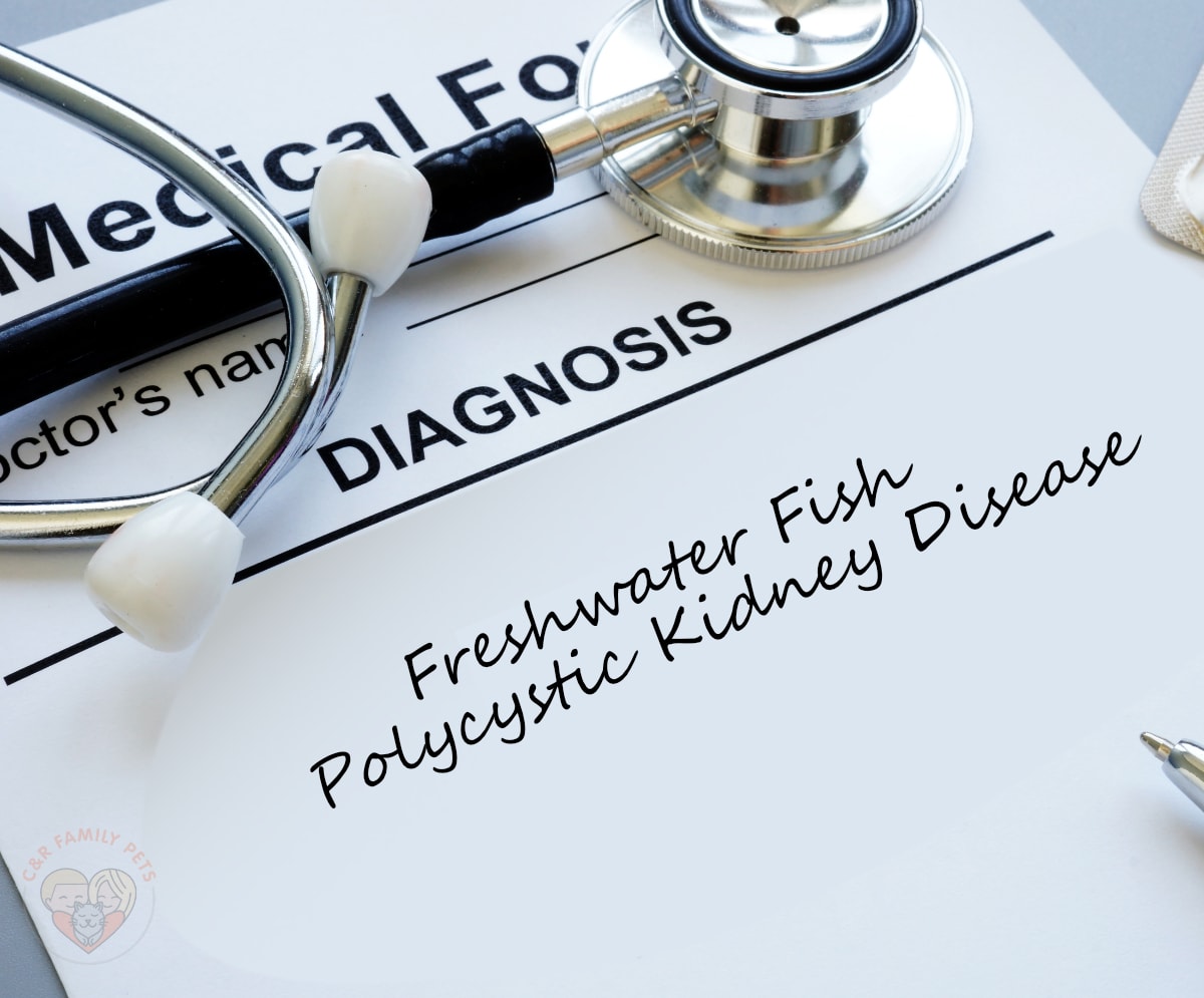 Freshwater Fish Polycystic Kidney Disease C&R Family Pets