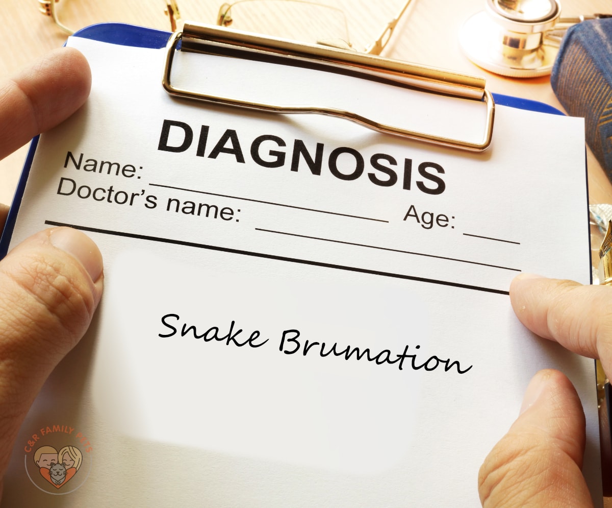 Image showcasing Snake Brumation - C&R Family Pets
