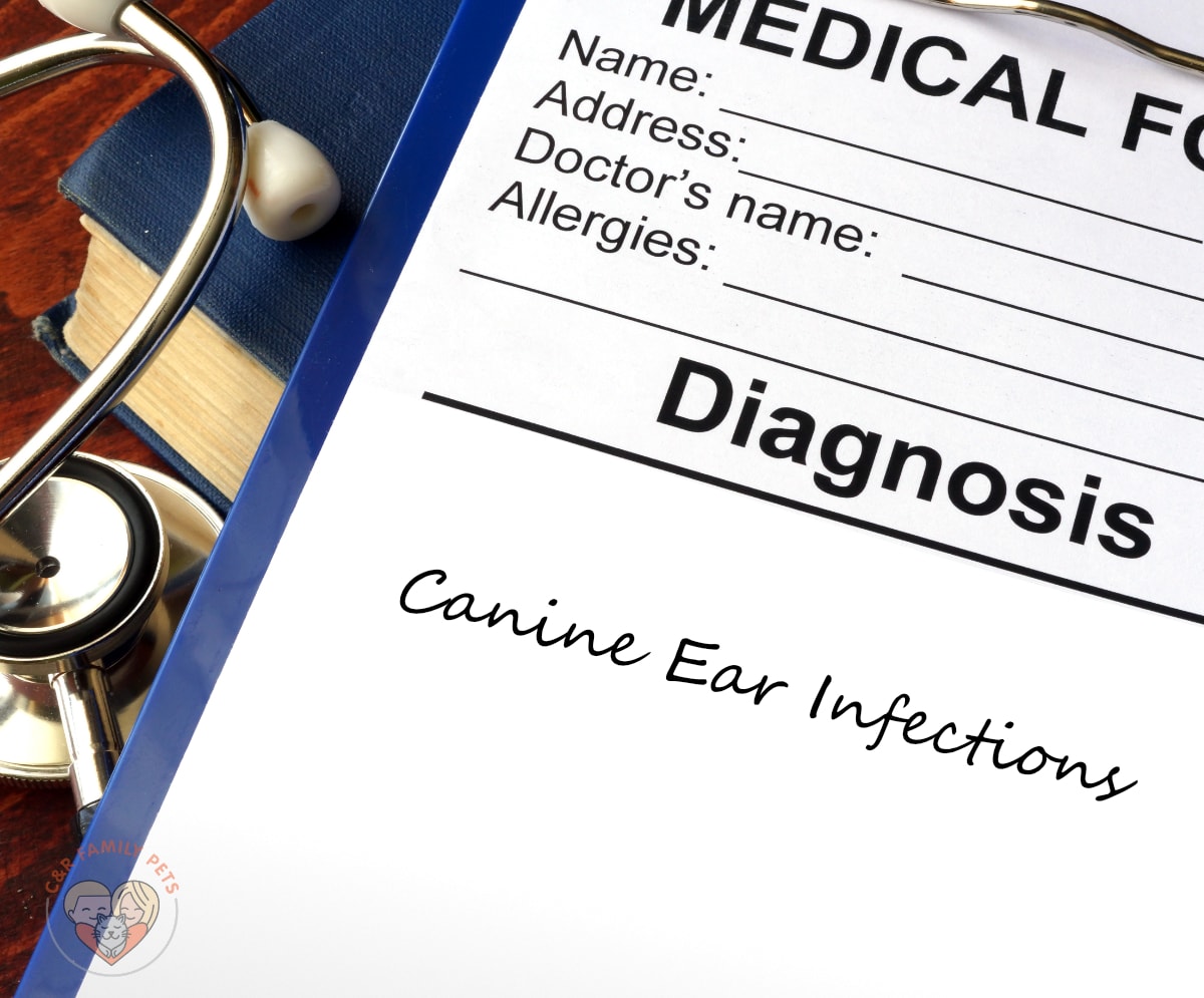 Canine ear infections.