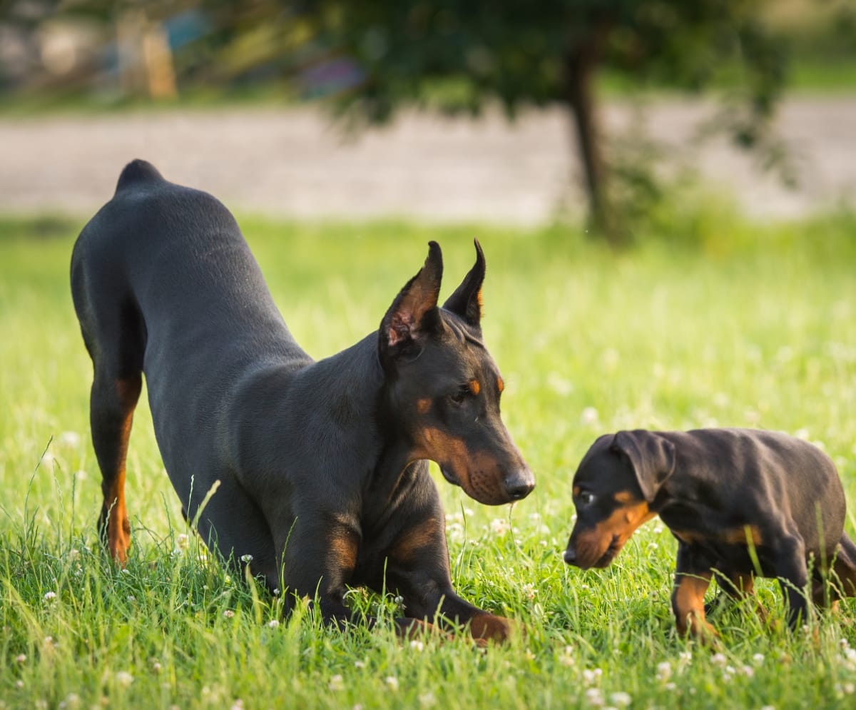 Doberman