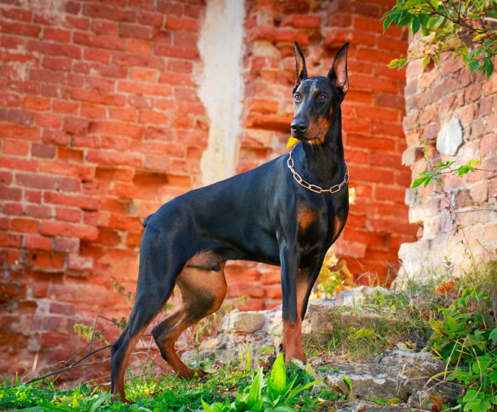 Doberman