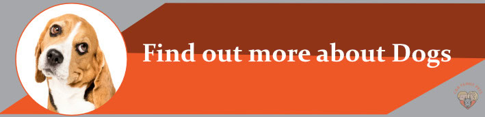 Banner with a beagle's face on the left and white text saying, "Find out more about Dogs" on an orange background.