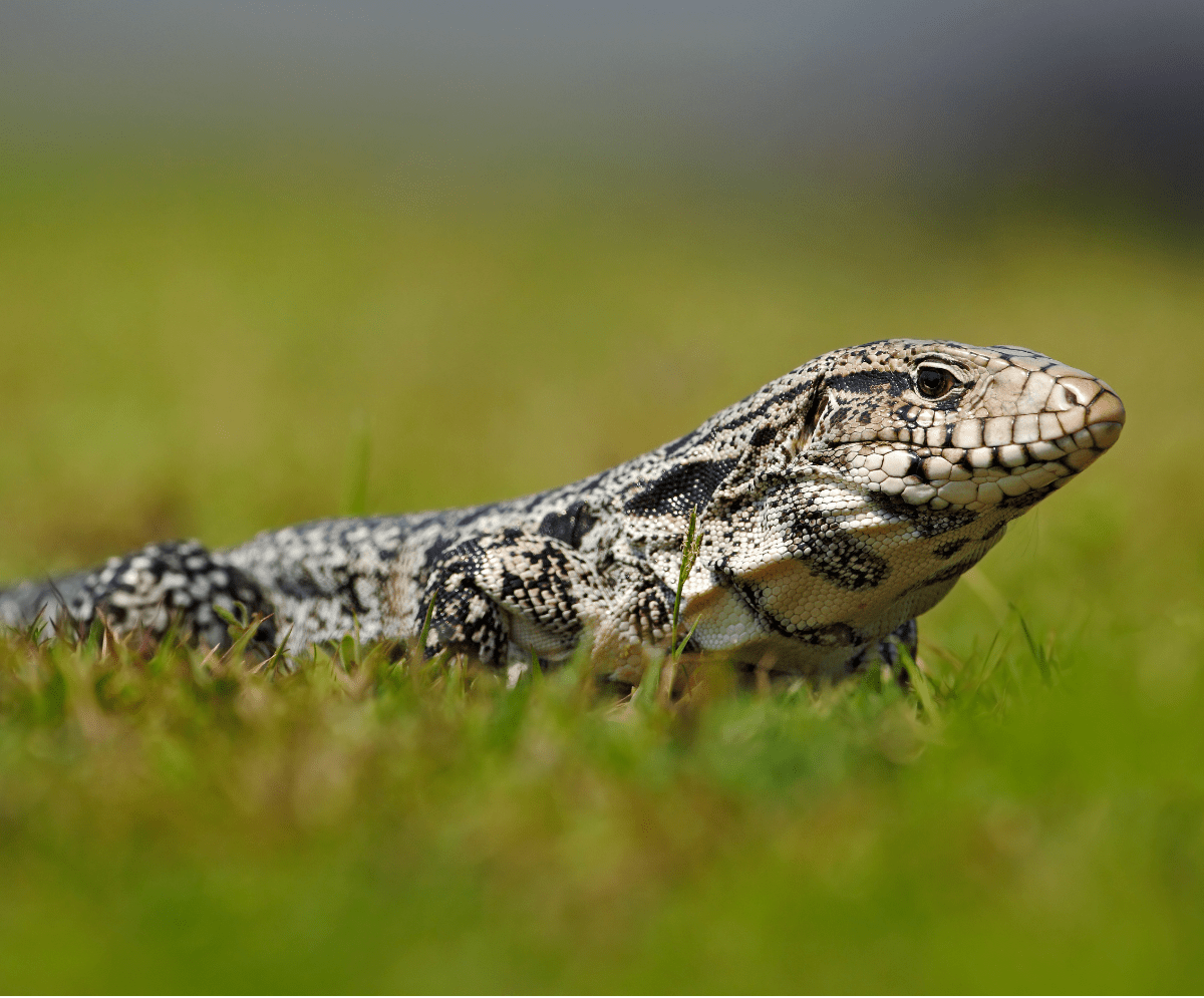 The Argentine Black and White Tegu is A Magnificent Reptile