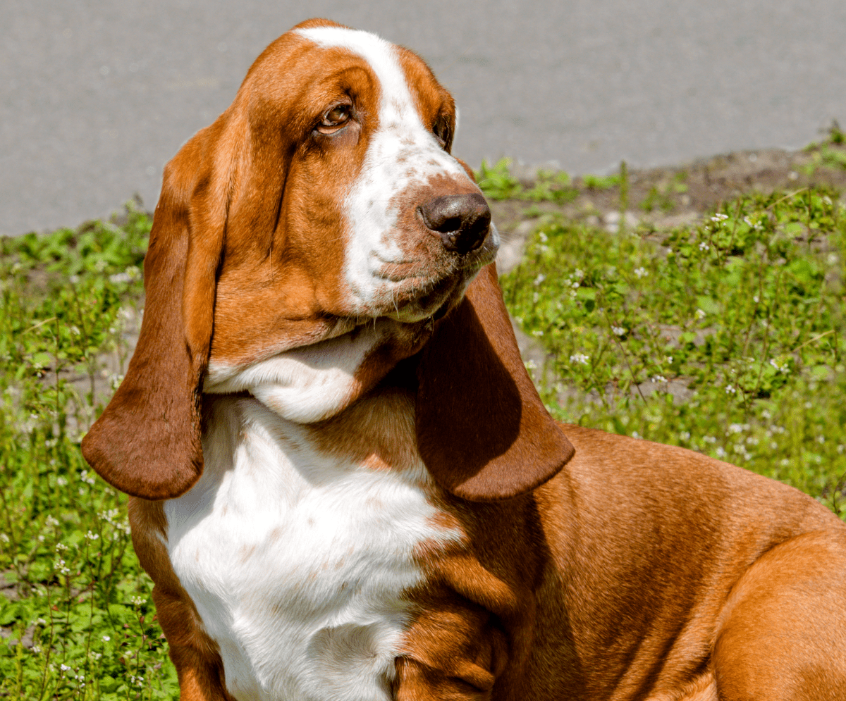 how much does a basset hound shed