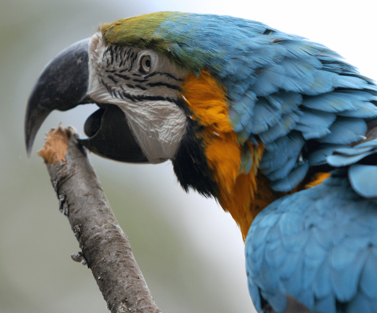 Why Birds Are Bad Pets?