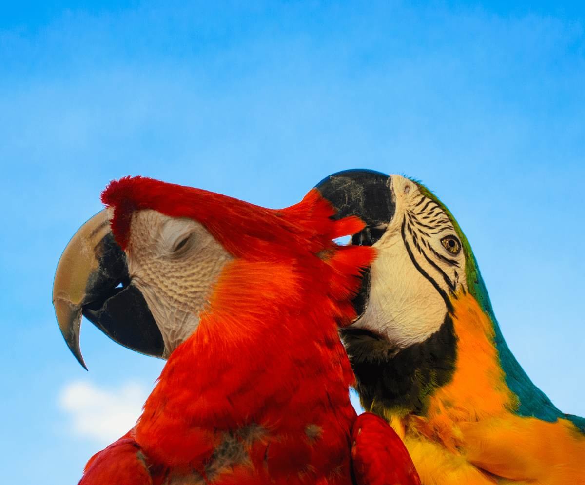 Why Does My Bird Nibble Me?