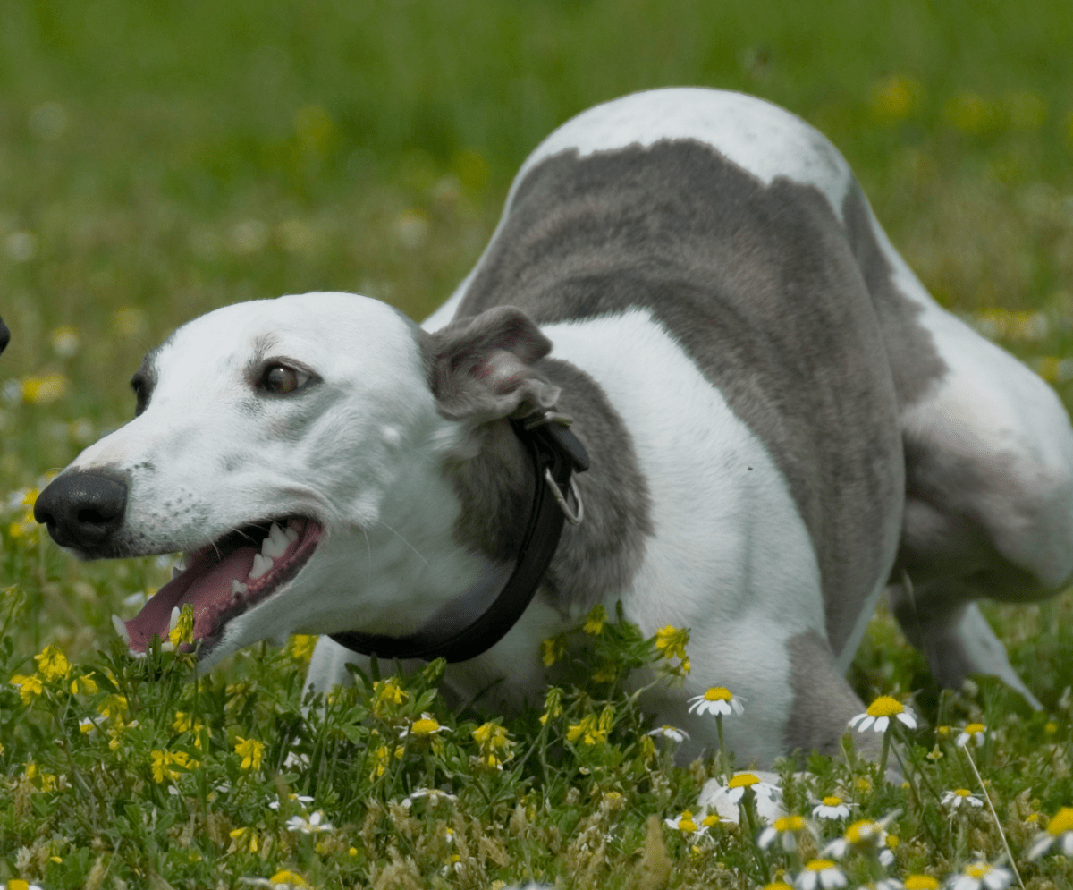 do greyhounds play fetch