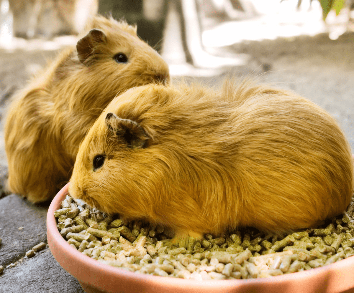 When to Separate Guinea Pigs