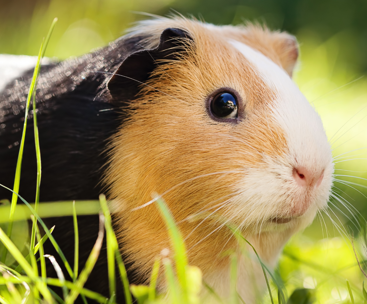 Guinea Pigs: A Squeaky Sweet Adorable Companion!