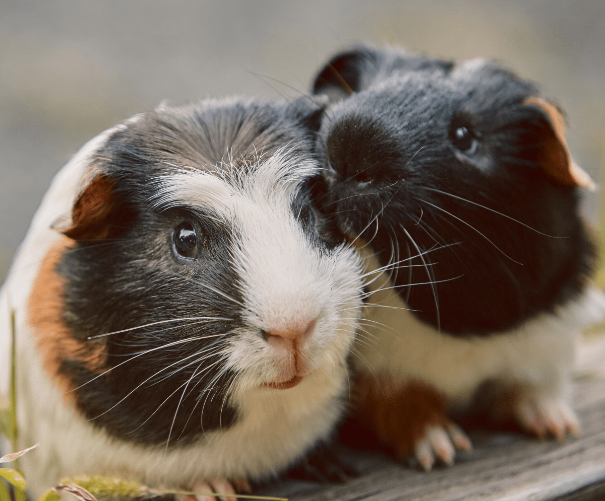 How Long Does Guinea Pig Dominance Last?