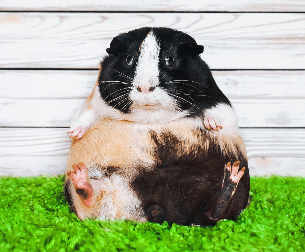 Do Guinea Pigs Bite Hard?