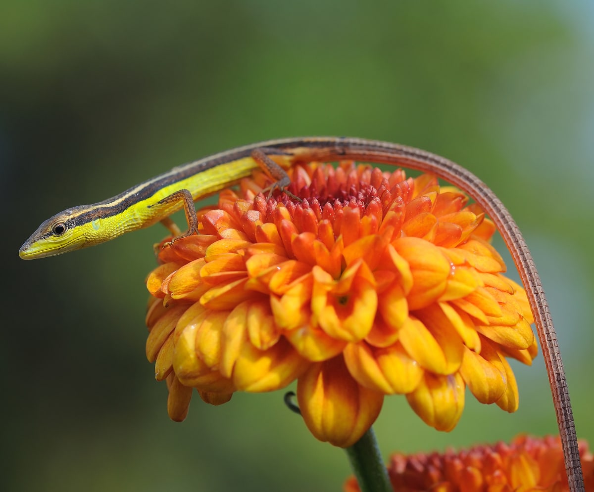Longtailed Lizards Colorful Creatures of Curiosity