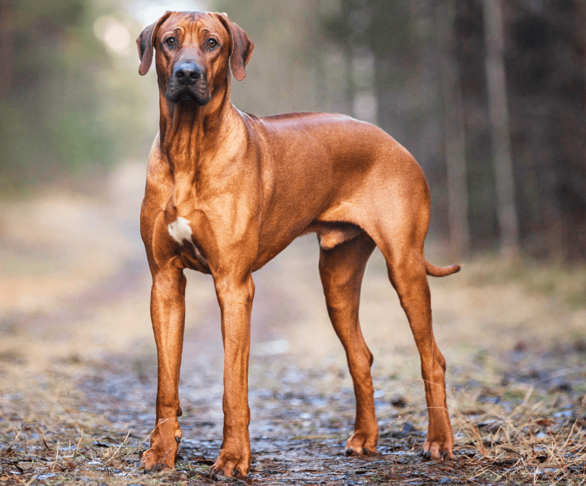 Rhodesian Ridgebacks are as gentle as a teddy bear