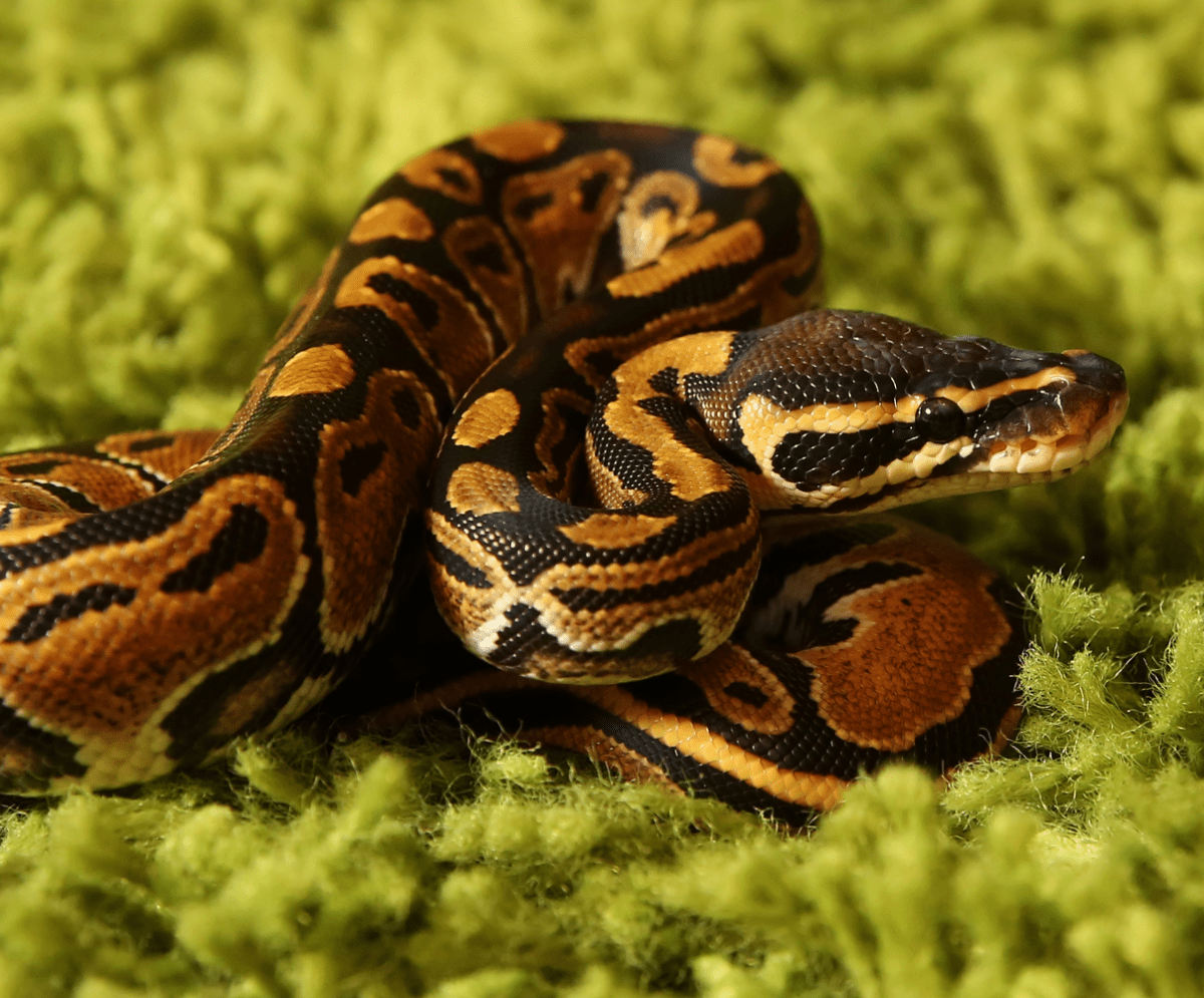 Carpet Snake close up.  How train your dragon, How to train your dragon,  Patterns in nature