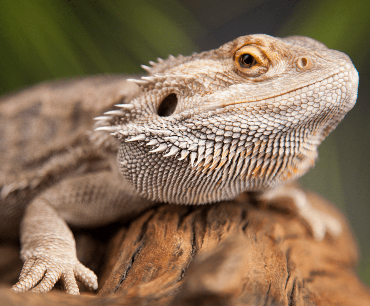 Top 10 Reptile Pets For Beginners