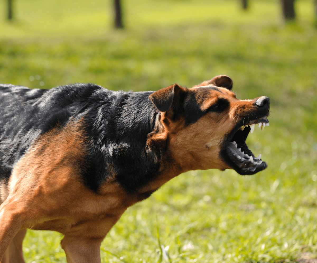 why-does-my-dog-bark-at-me-and-not-my-husband