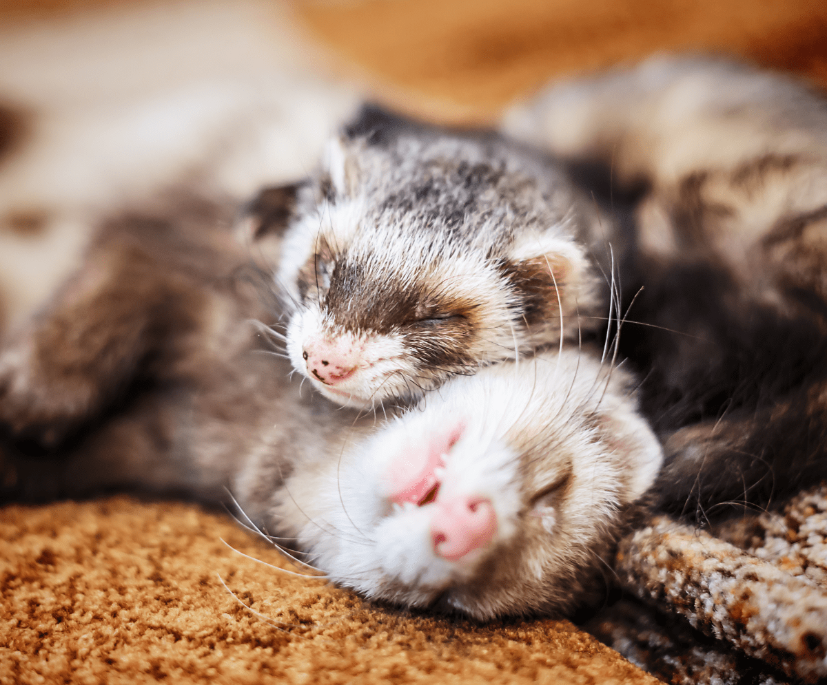 Are Ferrets Good Pets For Kids?