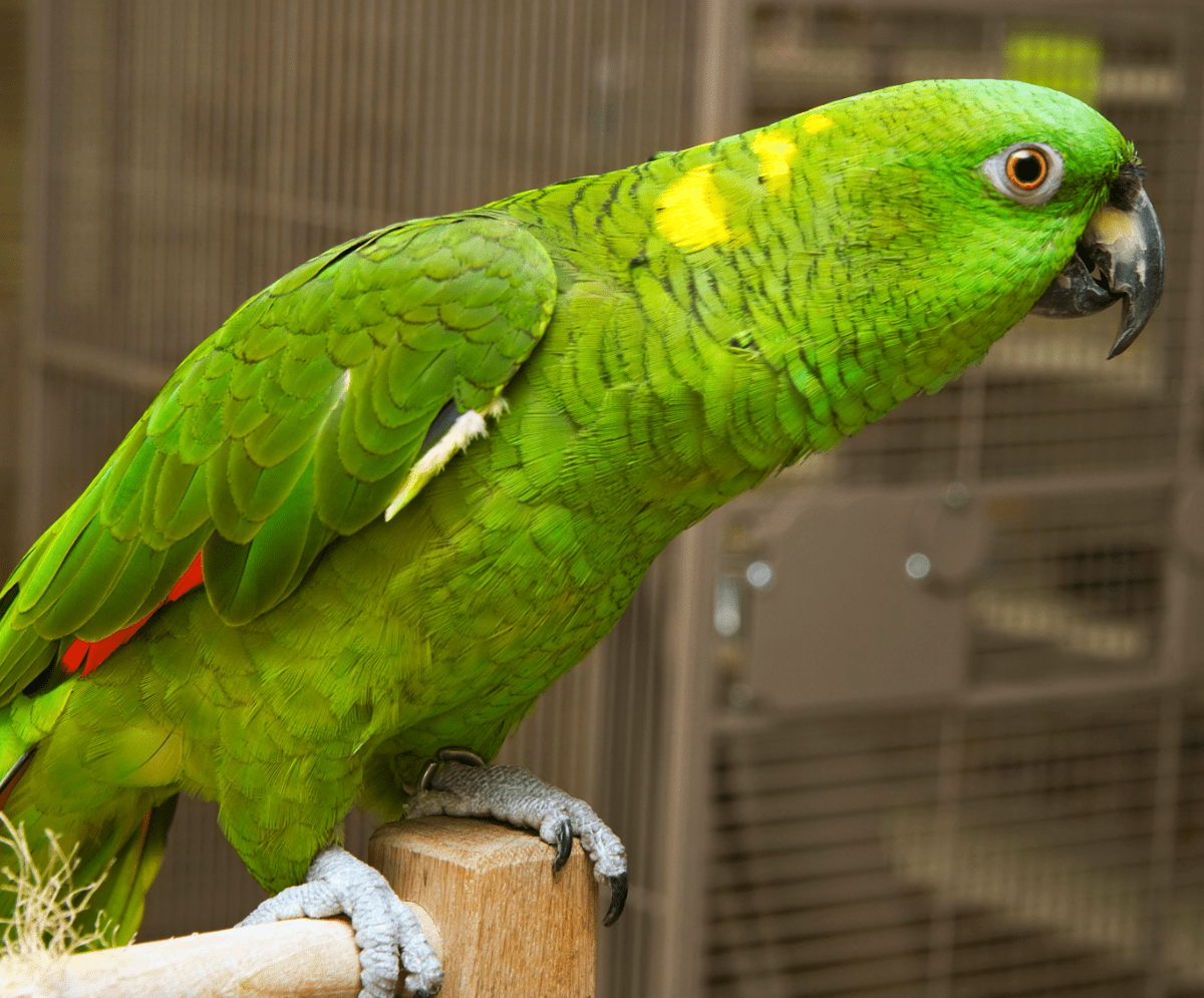 Why is My Bird Suddenly Aggressive?