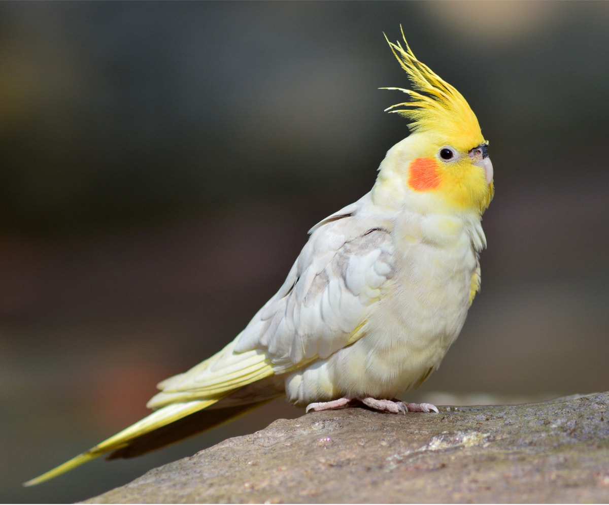 Monitoring Your Cockatiel's Weight
