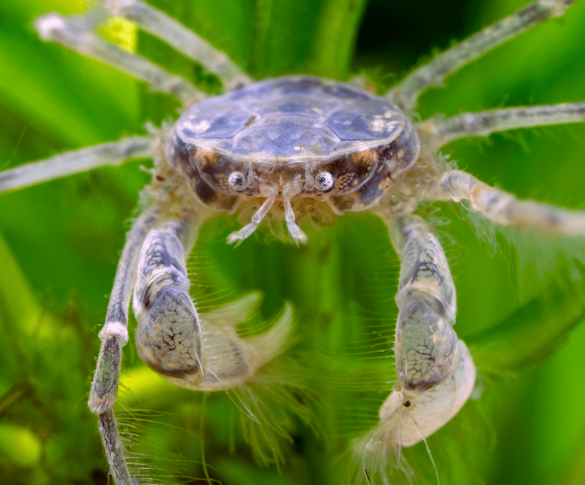 Tiny Thai Micro Crab: A Hidden Gem