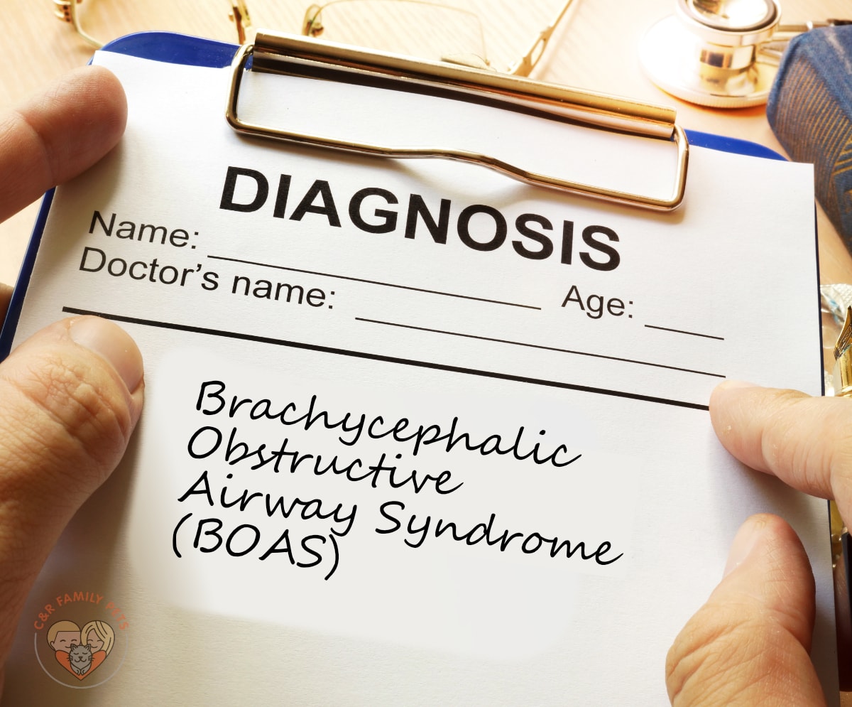 Canine Brachycephalic Obstructive Airway Syndrome (BOAS)