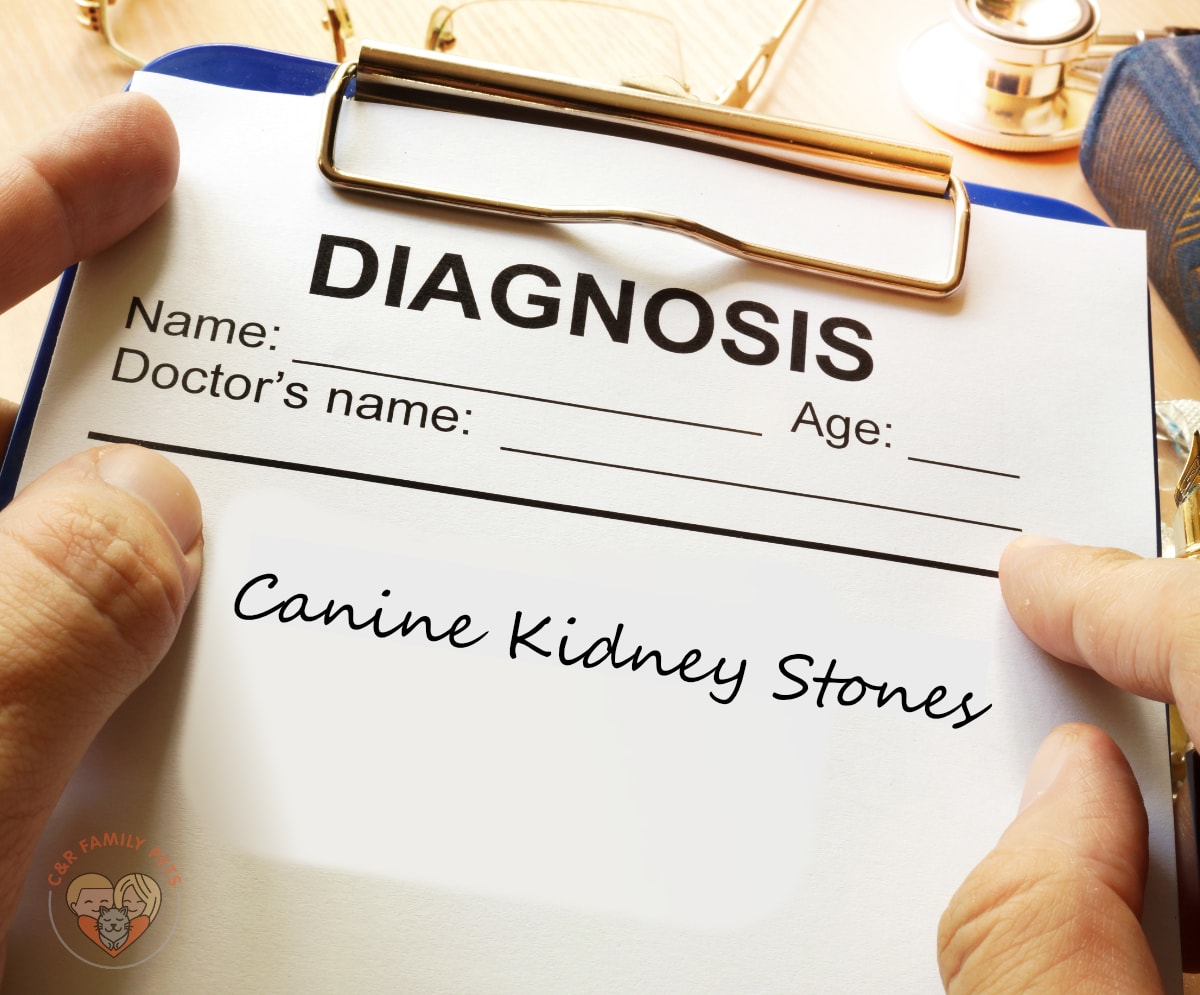Canine Kidney Stones